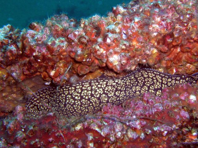 The non-business end of a spotted eel