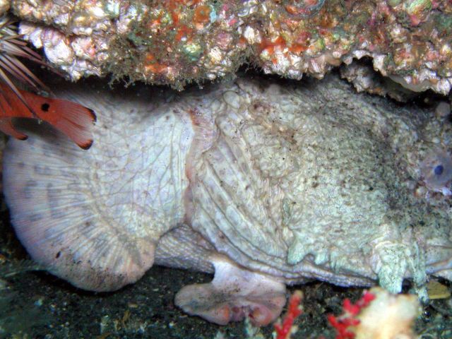 The pride of the wreck - an Oyster Toad Fish (yes, it is ugly)