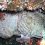 The pride of the wreck - an Oyster Toad Fish (yes, it is ugly)