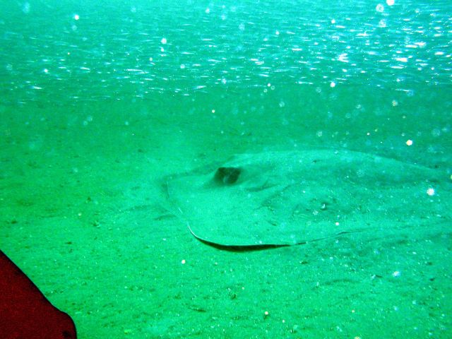 On the BP25, This guy shows up - This Southern Stingray was about 8-10 feet long!!