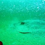 On the BP25, This guy shows up - This Southern Stingray was about 8-10 feet long!!