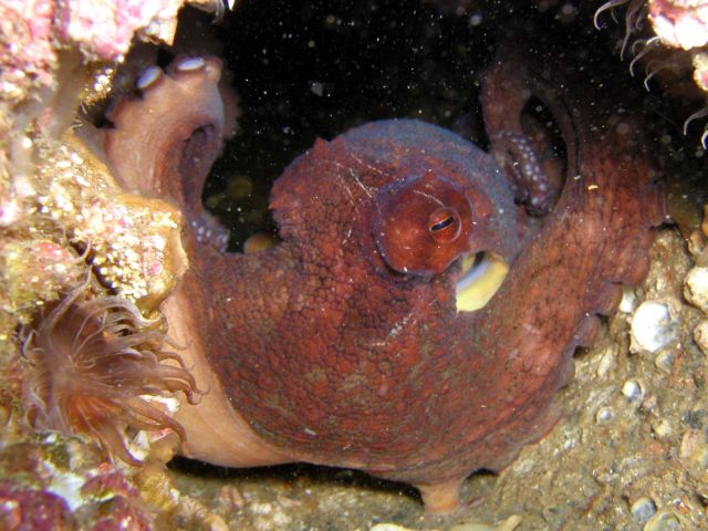 An Octo on the BP25 - his home was in a pipe