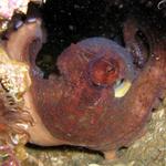 An Octo on the BP25 - his home was in a pipe