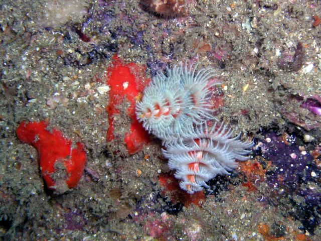 What is a Christmas Tree worm doing here???