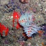 What is a Christmas Tree worm doing here???