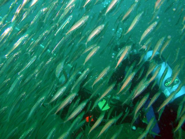 This wreck was covered in fish