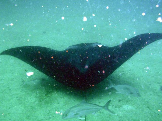 This was my first Manta encounter!!
