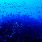 Clouds of fish