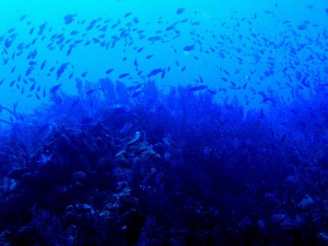 Clouds of fish