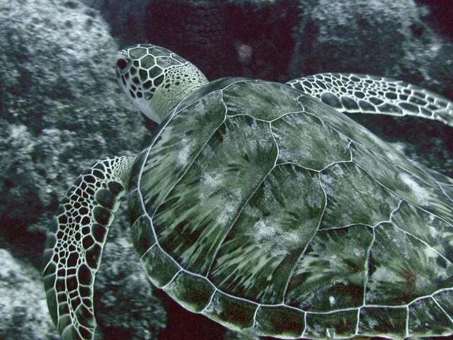 One of our first dive buddies