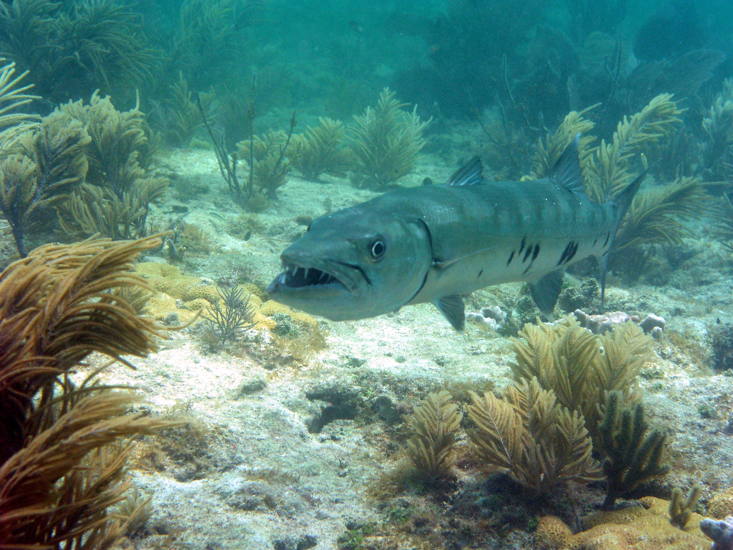 dive at the outer patches the keys 108a