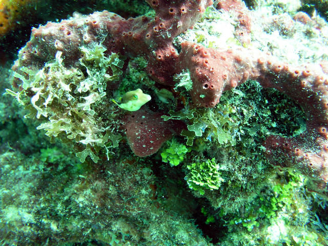 dive at the outer patches the keys 081a