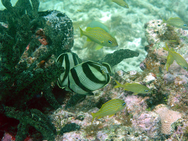 dive at the outer patches the keys 083a