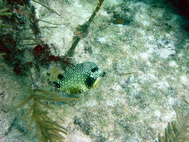 dive at the outer patches the keys 032a