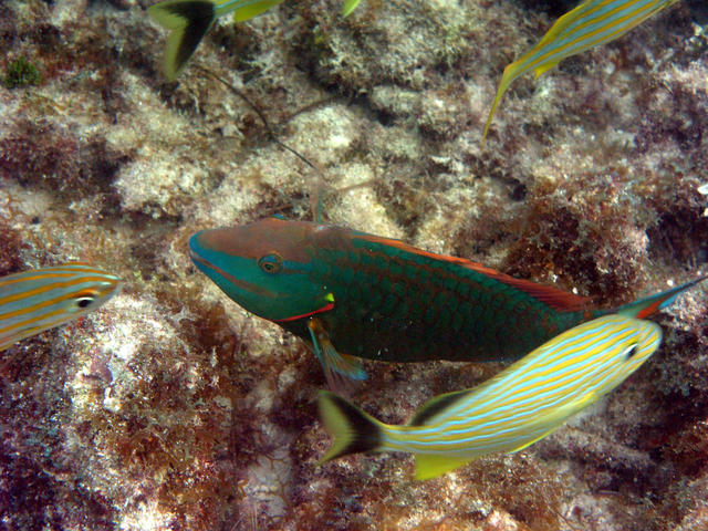 dive at the outer patches the keys 127a