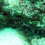 Sombrero Reef Florida Keys