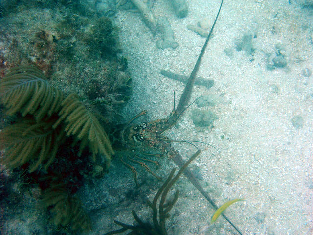 dive at sombero reef sept 8 2003 017a