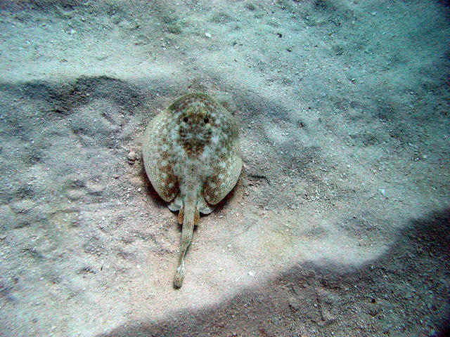 diving in the keys 029a