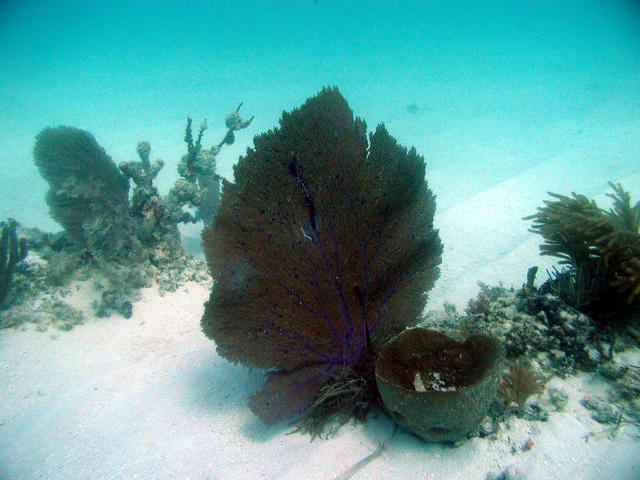 diving in the keys 025a