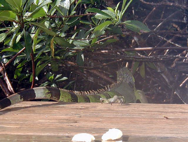 Iguana at Bob's