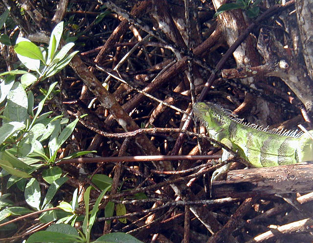 Iguana at Bob's II