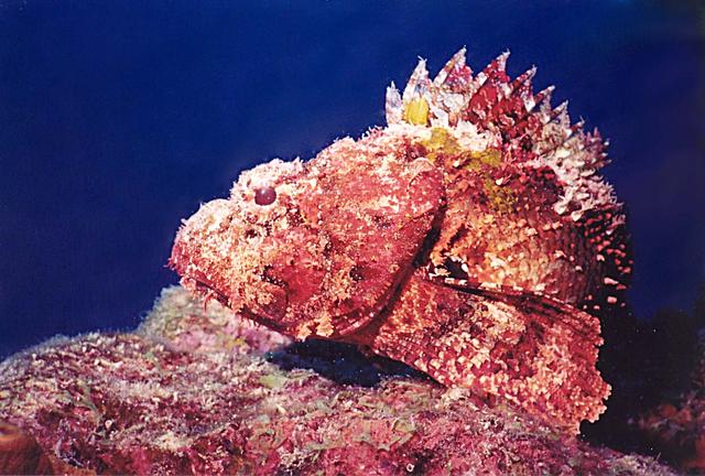 Scorpionfish