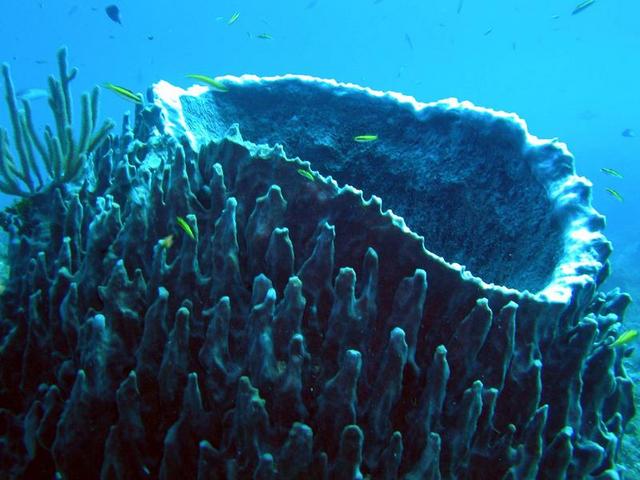 Barrel sponge