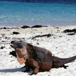 Allen Cay Iguanas