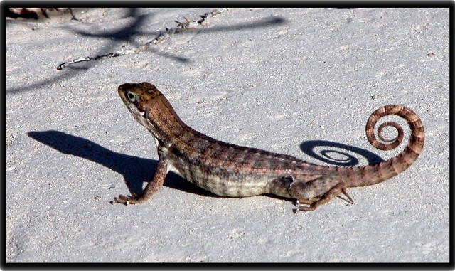 Copy of gecko shadow