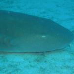 This is "Fido" the friendly nurse shark