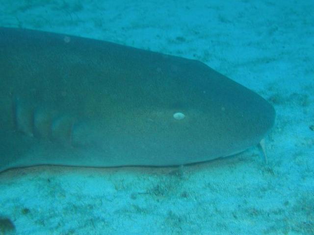 This is "Fido" the friendly nurse shark