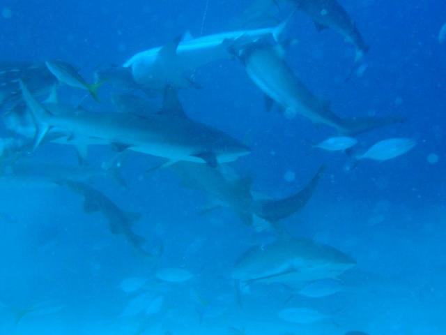 A Shark dive!!!!