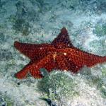 Or a star fish