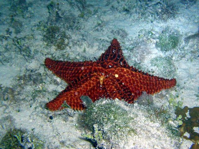 Or a star fish