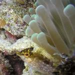 Blenny-and-Anemome-Web