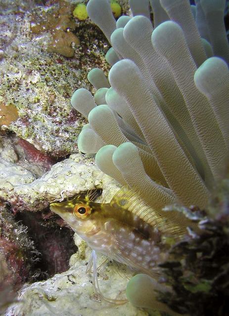 Blenny-and-Anemome-Web