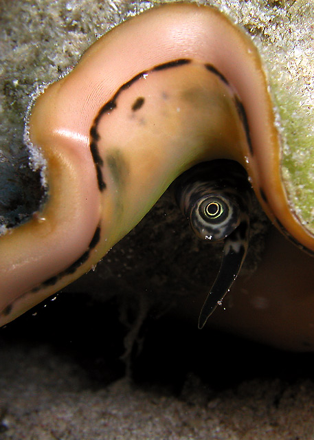 conch-eye-web