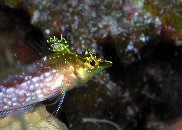 dblenny-web