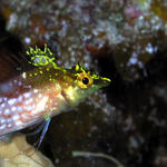 dblenny-web