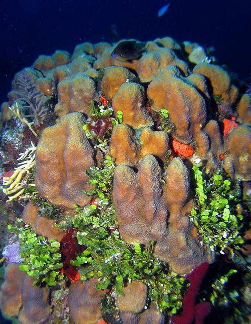 Coral Salad