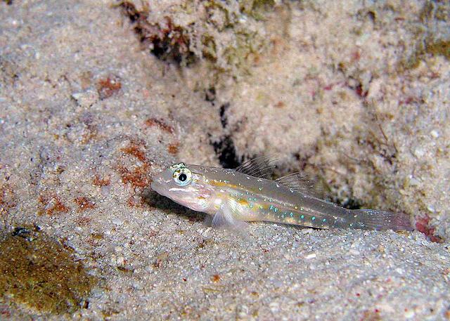 A goby in his desert