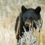 Blackbearcub1