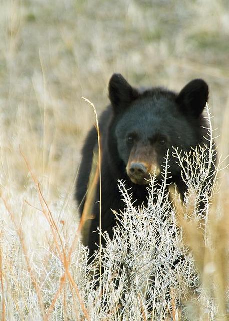 Blackbearcub1