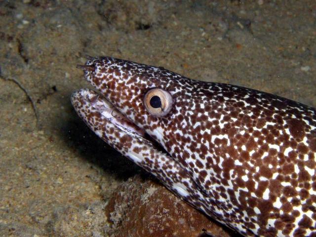 Did I say we saw a lot of Morays??