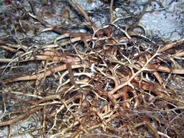 Basket Star at night