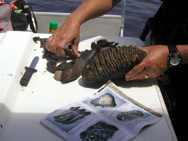 And Mammoth molars!!!