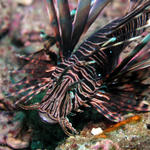 Lion Fish