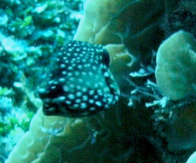 baby trunk fish