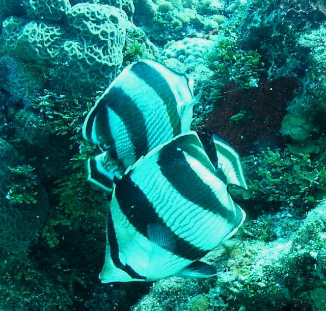 banded butterflies