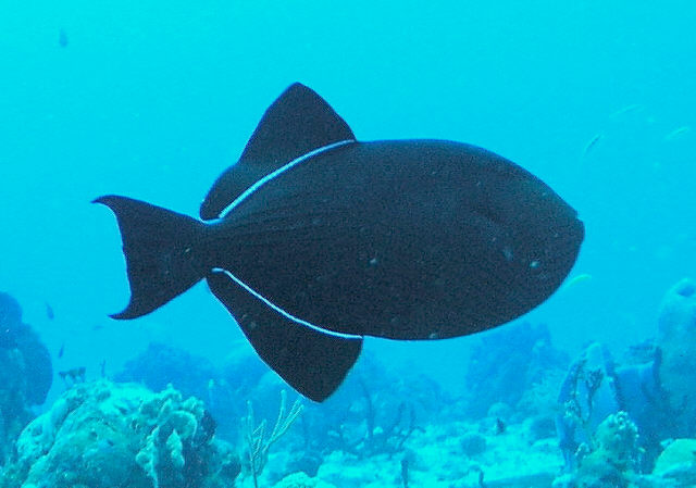 black trigger fish